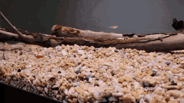 a fish tank with a lot of rocks and a log