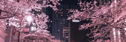 a city street with cherry blossoms in the foreground and a building in the background