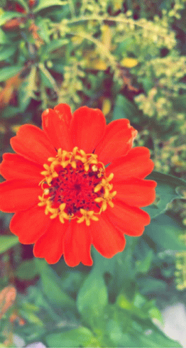 Flowers Flower Images GIF - Flowers Flower Flower Images GIFs