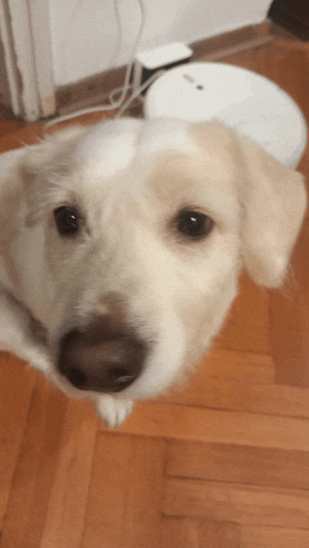 a close up of a dog on a wood floor