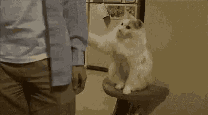 a man is petting a cat sitting on a cat tree .
