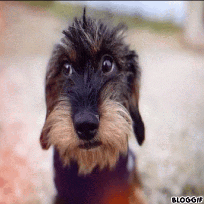 a close up of a dachshund looking at the camera with a bloggif watermark