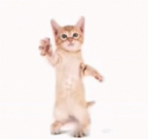 Go Kitty Go Cat Dance GIF - Go Kitty Go Cat Dance GIFs