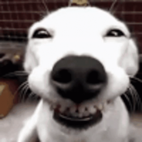Dog Cheesing Absolute Goodball He Is Very Silly Yay GIF - Dog Cheesing Absolute Goodball He Is Very Silly Yay GIFs