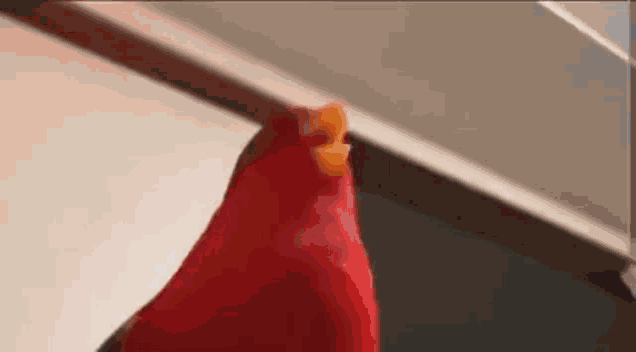a close up of a red parrot with a yellow beak standing next to a window .