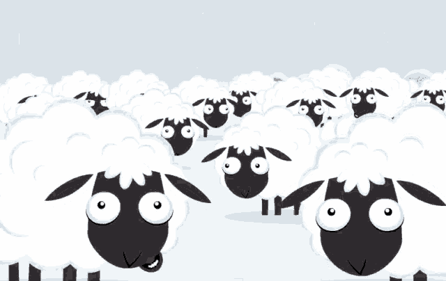 a herd of sheep with black faces and white fur