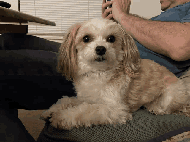 a small brown and white dog is laying on a person 's lap and looking at the camera