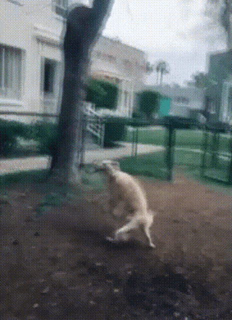 two dogs are playing in a park with a building in the background