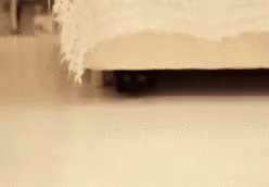 Cats Scared GIF - Cats Scared Funny Animals GIFs