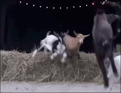 Radical Goat GIF - Radical Goat Jumping For Joy GIFs