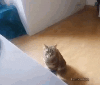 a cat is standing on its hind legs in a room .