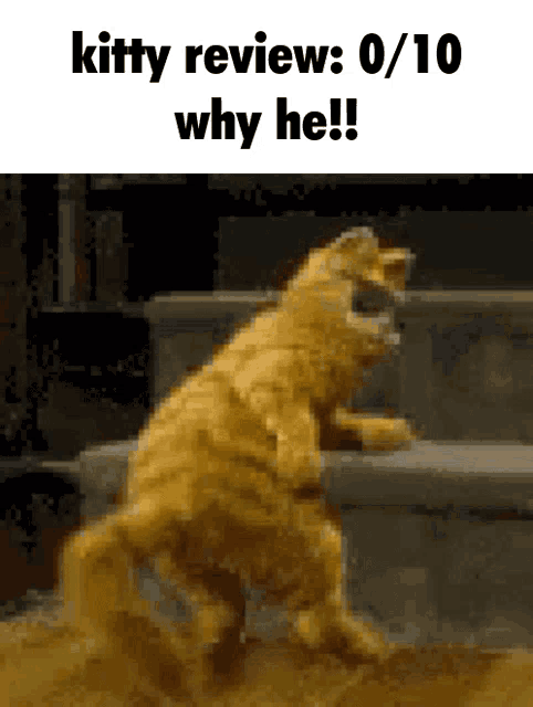 a picture of a cat with the caption " kitty review 0/10 why he !! "