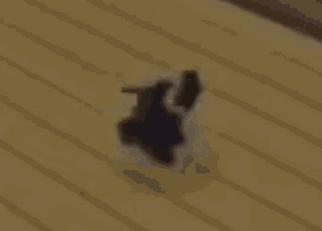 a black and white cat is laying on its back on the floor .