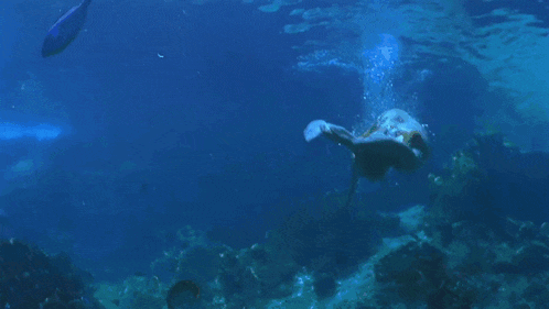 a woman in a bikini is swimming underwater