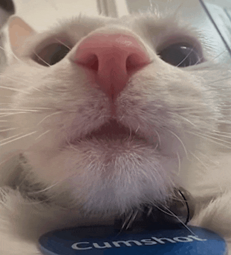 a close up of a white cat 's face with a blue badge that says cumshot