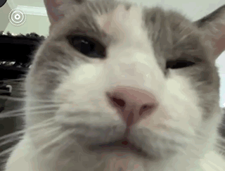 Cat Wink GIF - Cat Wink Willow GIFs