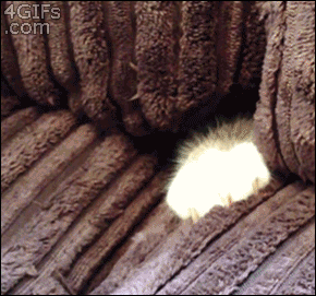 Please, Do Not Disturb The Couch Fort'S Guard Kitty GIF - Funny Cat Creepy GIFs