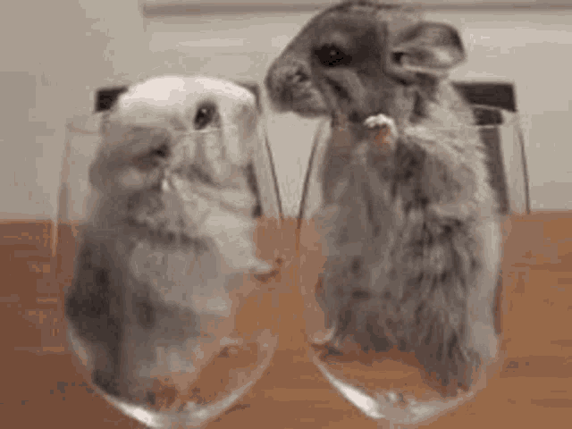 two chinchillas standing next to each other in wine glasses .