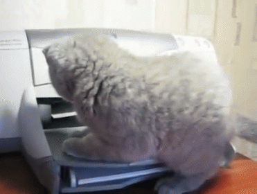 Get Away From Meeeeeeeeeee GIF - Cat Printer Fail GIFs