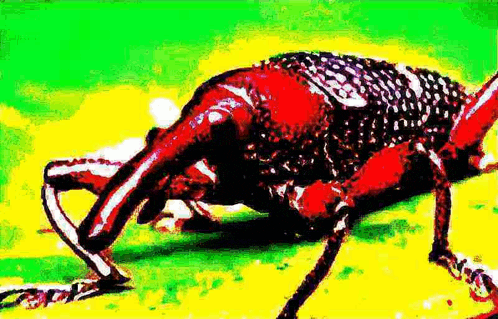 a close up of a red bug crawling on the ground .