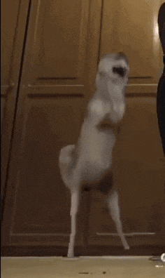 a dog is jumping in the air with its mouth open while a person stands behind it .