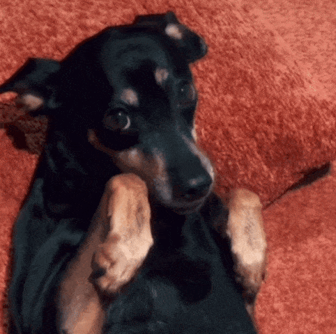 a small black dog laying on a red blanket