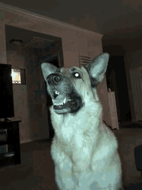 a close up of a dog with its mouth open and teeth showing