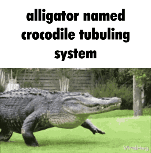 an alligator named crocodile tubuling system is walking through the grass
