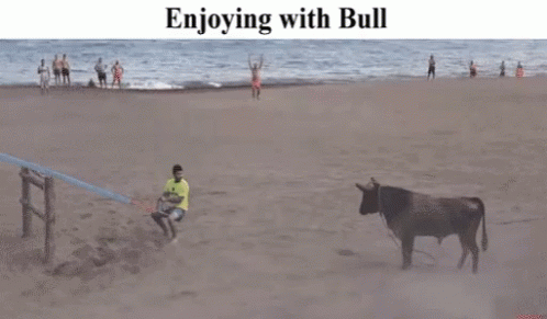 Bull Seesaw GIF - Bull Seesaw Beach GIFs
