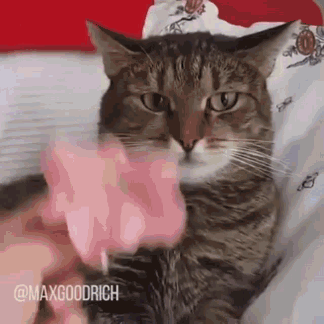 Cat Meme GIF - Cat Meme Flower GIFs