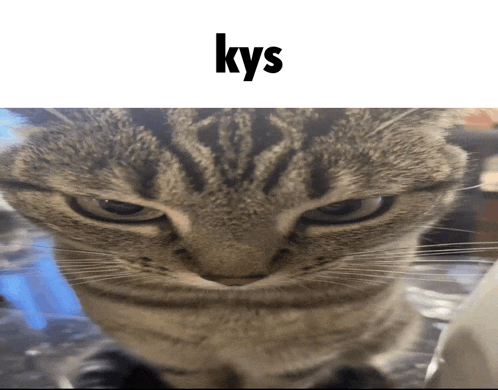 a close up of a cat 's face with the words kys above it