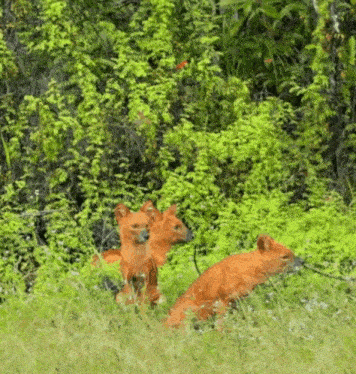a group of dogs are standing in a grassy field with trees in the background