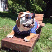 a bulldog wearing a patriotic shirt is laying on a wooden chair