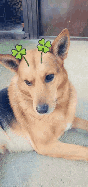 a dog with a clover on its head laying on the ground