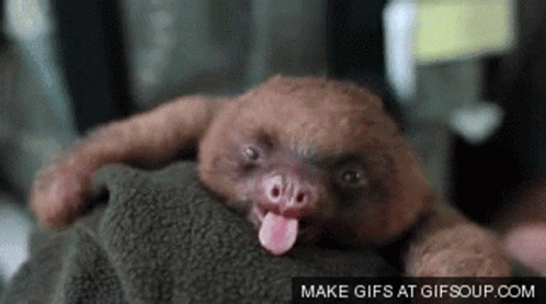 Tired Af Cute GIF - Tired Af Cute Sloth GIFs