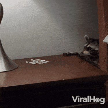 Sneaking Snacks Raccoon GIF - Sneaking Snacks Raccoon Viralhog GIFs