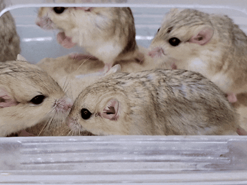 a group of hamsters are sitting in a plastic container