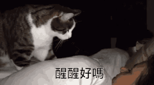 a cat is sitting on top of a bed next to a woman .