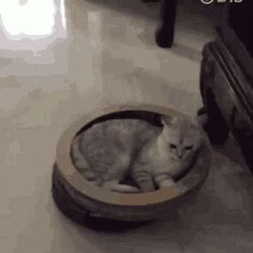 Cat Going Under GIF - Cat Going Under Funny GIFs