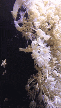 a close up of a cluster of white flowers with a black background