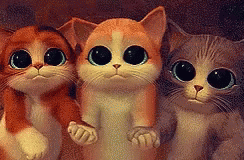 Meow Cats GIF - Meow Cats Catlover GIFs
