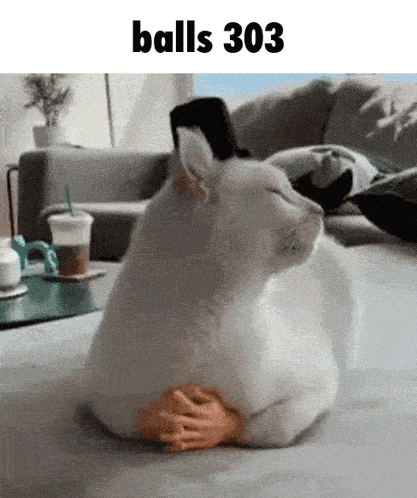a white cat laying on a couch with balls 303 written on the bottom