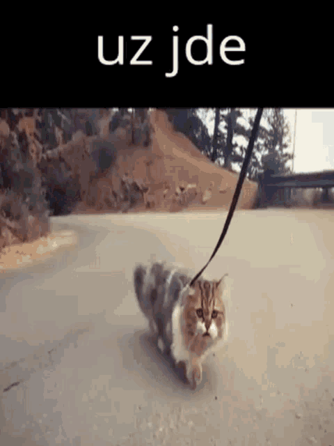 Uz Jde Cat GIF - Uz Jde Cat Walking Cat GIFs