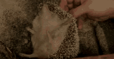 a person is petting a hedgehog that is laying down on the ground .