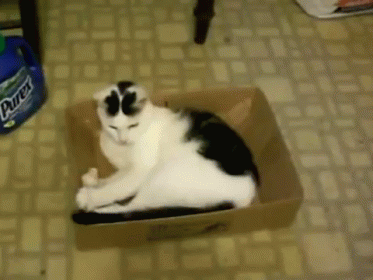 Come Back Here You Rascal! GIF - Cat Box Tail GIFs