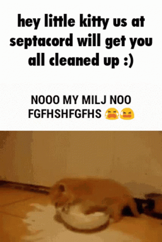Septacord Kitty GIF - Septacord Kitty Milj GIFs