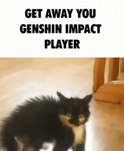 Genshin Impact Cat GIF - Genshin Impact Cat Get Away GIFs