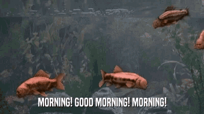 a bunch of fish are swimming in a pond and the words morning good morning morning