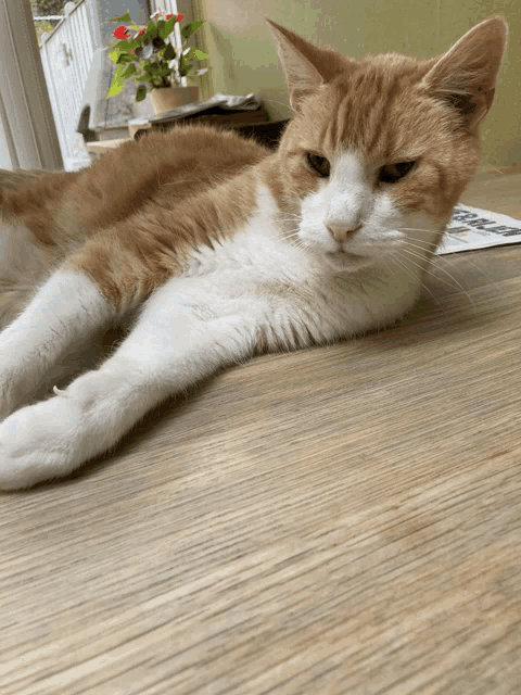 an orange and white cat is laying on a wooden floor next to a sign that says " dallas "
