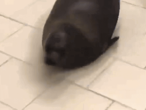 Seal Seals GIF - Seal Seals Pinniped GIFs